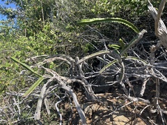 Leptocereus grantianus