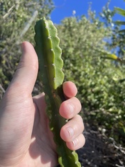 Leptocereus grantianus, photograph (c) Chase Mathey, some rights reserved (CC BY)