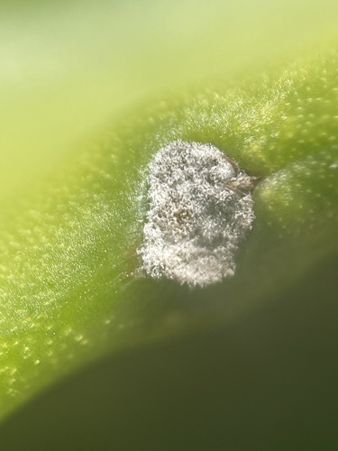 Leptocereus grantianus, photograph 2