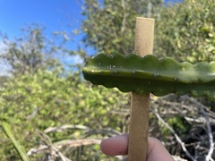 Leptocereus grantianus, photograph (c) Chase Mathey, some rights reserved (CC BY)