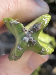 Leptocereus grantianus, photograph (c) Chase Mathey, some rights reserved (CC BY)