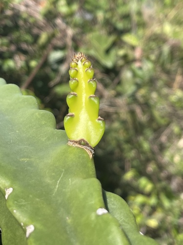 Leptocereus grantianus, photograph 5