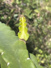 Leptocereus grantianus, photograph (c) Chase Mathey, some rights reserved (CC BY)