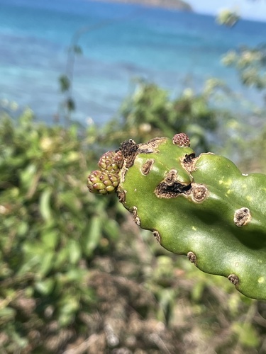 Leptocereus grantianus, photograph 6