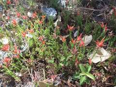 Castilleja rhizomata