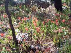 Castilleja rhizomata