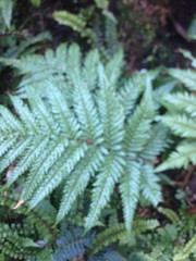 Dicksonia lanata