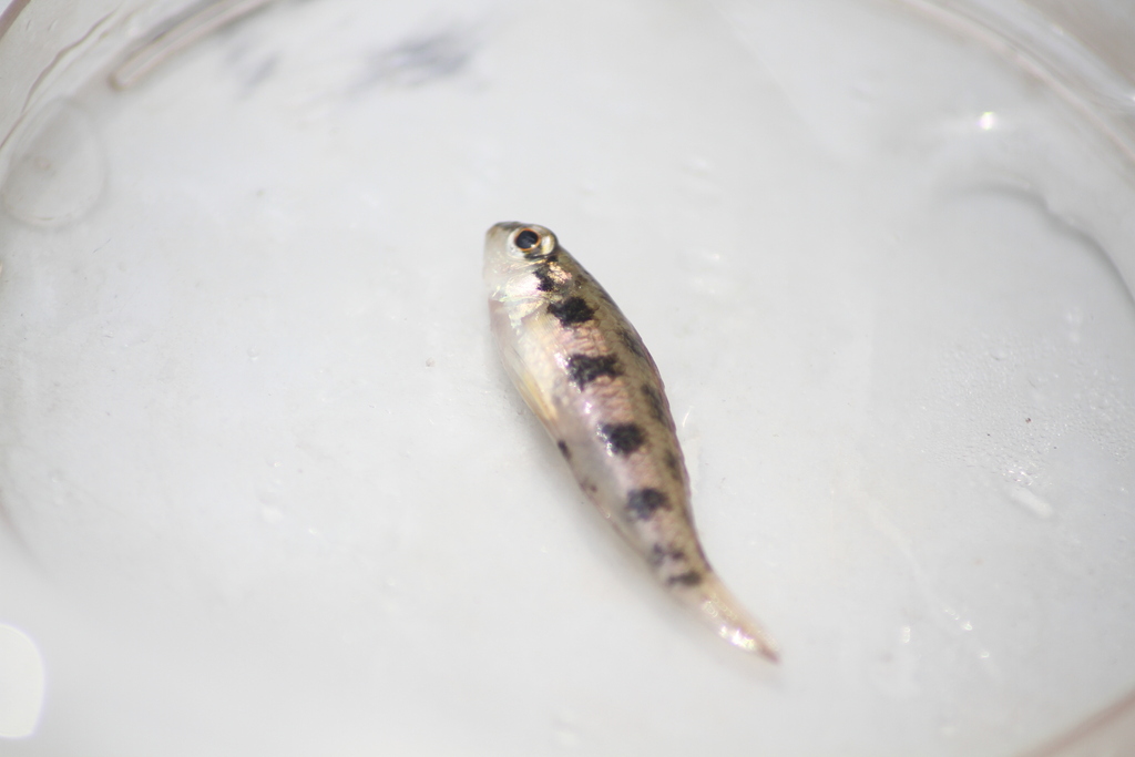 Spotted checkerboard cichlid (Dicrossus maculatus) — Cichlidae