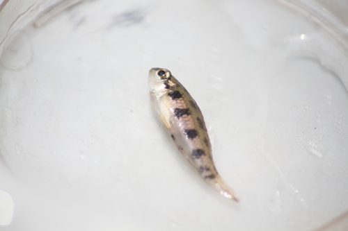 Spotted checkerboard cichlid (Dicrossus maculatus) — Cichlidae