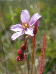 Drosera filiformis