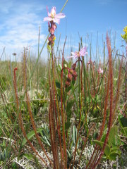 Drosera filiformis