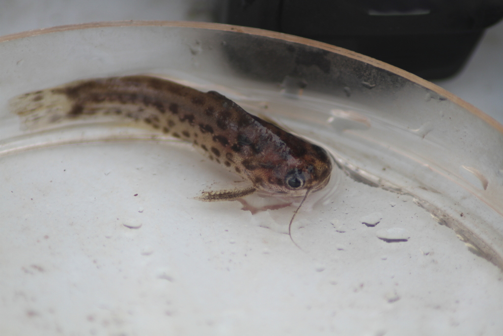 Slender driftwood catfish (Trachelyichthys exilis) — Auchenipteridae