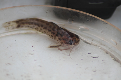 Slender driftwood catfish (Trachelyichthys exilis) — Auchenipteridae
