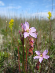 Drosera filiformis