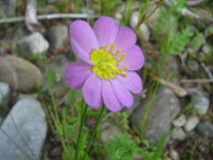 Sabatia kennedyana