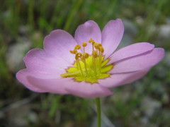 Sabatia kennedyana
