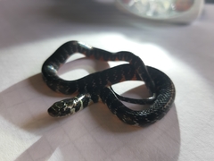 Erythrolamprus taeniogaster