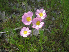 Sabatia kennedyana
