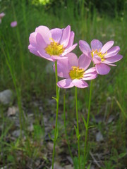 Sabatia kennedyana