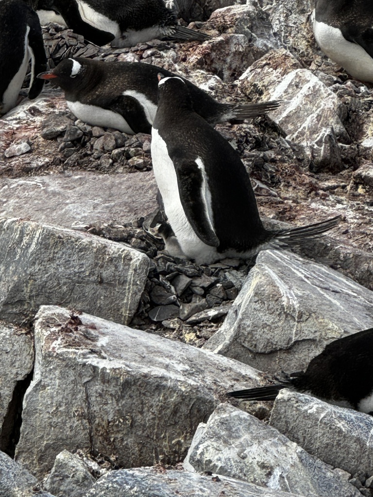 Gentoo Penguin from Blaiklock Island, Antarctica (general), AQ on ...