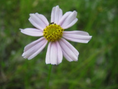 Coreopsis rosea