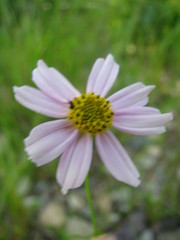 Coreopsis rosea