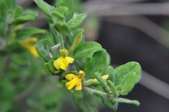 Holographis ehrenbergiana