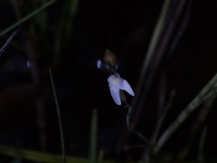 Utricularia limosa