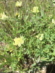 Astragalus breweri
