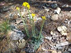 Lithospermum obovatum