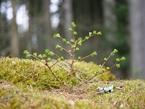 European larch (Larix decidua)