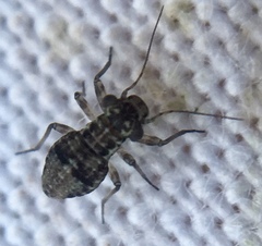 Mesopsocus