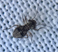 Mesopsocus