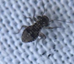 Mesopsocus