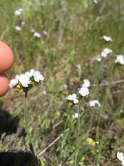 Plagiobothrys stipitatus