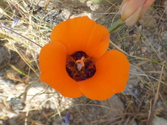Calochortus kennedyi kennedyi