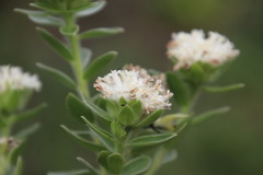 Lasiosiphon calocephalus