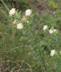 Lasiosiphon calocephalus