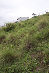 Lasiosiphon calocephalus