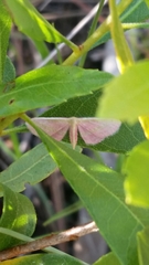 Leptostales laevitaria