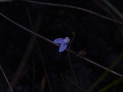 Utricularia limosa