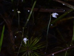 Utricularia limosa