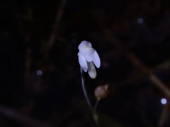 Utricularia limosa