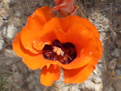 Calochortus kennedyi kennedyi