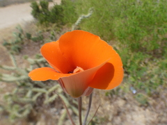 Calochortus kennedyi kennedyi