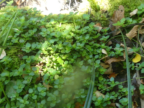 Foto de Planta-dinheiro