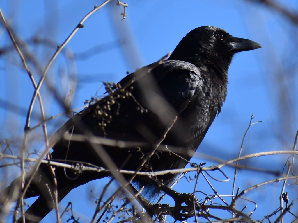 January Crow American Crow from Pleasant Valley, Austin, TX 78741, USA on January 17 ...