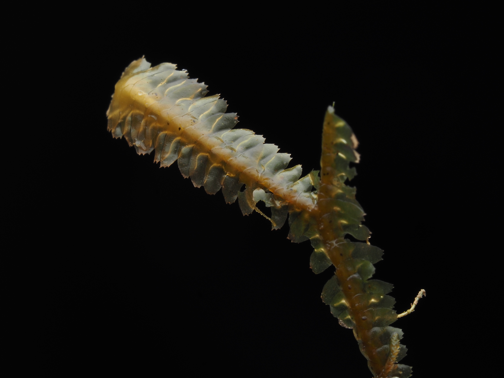 Bazzania falcata