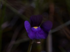 Utricularia singeriana