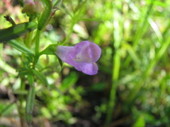 Agalinis neoscotica